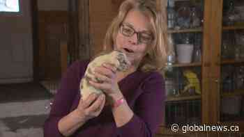 Alberta dog breeder delighted by ‘shamrock green puppy’