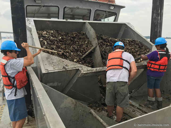 As Chesapeake Bay Oyster Population Declines, Debate Continues Over How To Help Species Rebound