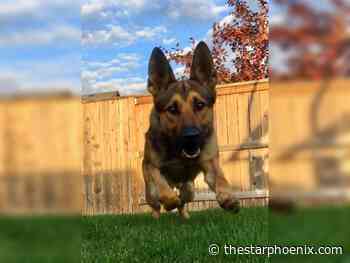 Saskatoon police salute canine cop who helped nab thief