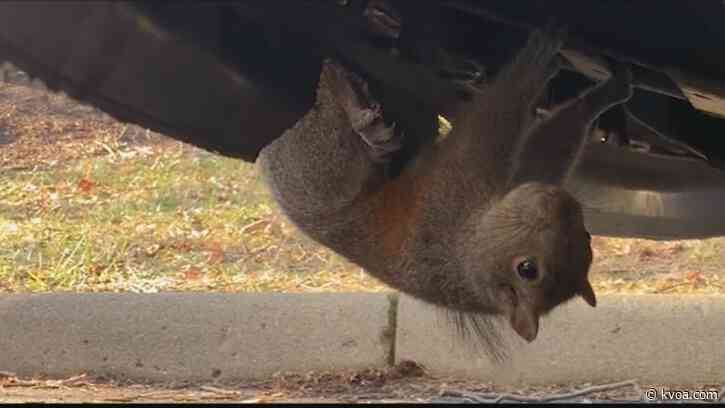 Ohio fire crews rescue squirrel stuck to bumper of news van