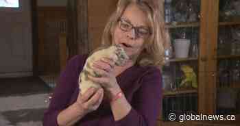 Alberta dog breeder first baffled then delighted by ‘shamrock green puppy’