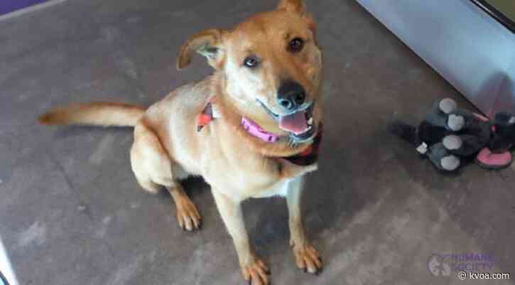 Adopt This Pet: Meet Jake!