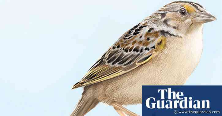 Breeding program boosts endangered Florida grasshopper sparrow population