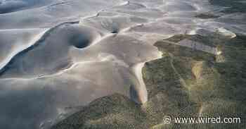 We Might Not Be Planting the Right Kinds of Forests