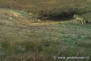 ‘Wolf bijt kangoeroe dood in Antwerpse Kempen’