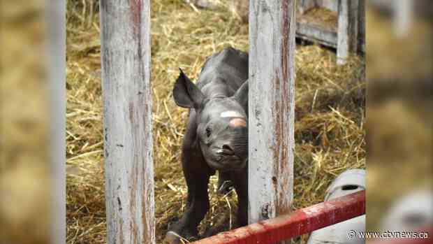 Rare black rhino born at Michigan zoo Christmas Eve