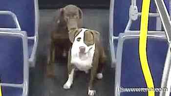 2 dogs made it home for Christmas thanks to a self-described dog whisperer and a bus