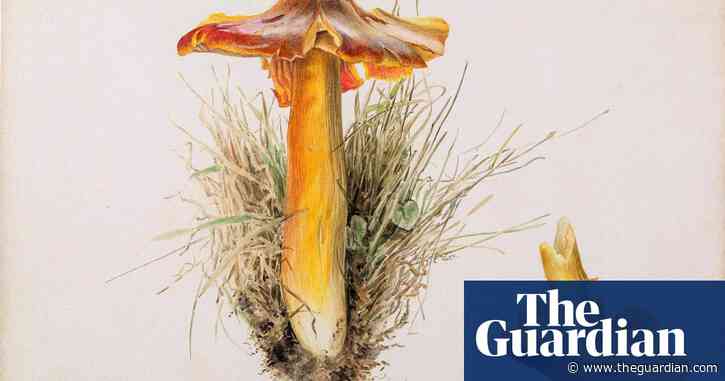 'Everyone loves a mushroom': London show celebrates art of the fungi
