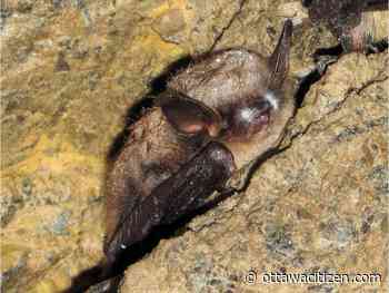 Signs of hope 10 years after Ontario's great bat die-off began