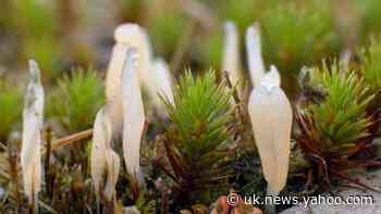 Lichen never seen before in Britain found by mountain biker