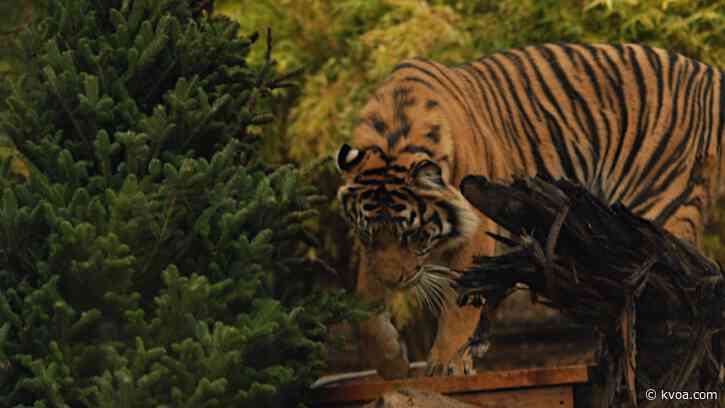 Animals at Phoenix Zoo receive special holiday packages