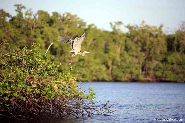 A Trump Policy 'Clarification' All but Ends Punishment for Bird Deaths