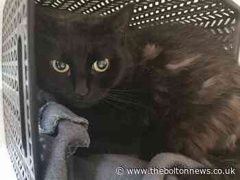 Bolton woman adopts cat found on road