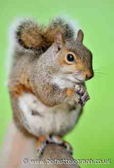 Northern Ireland council plans to control grey squirrel in favour of native reds