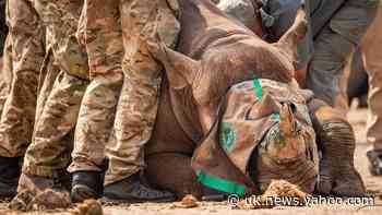 British soldiers in anti-poaching mission to protect endangered black rhinos