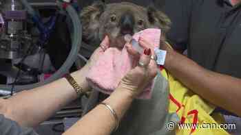 Australian koala hospital flooded with burn victims