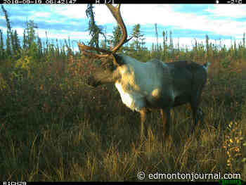 'Hopeful for the future:' Replanting may not be enough to reverse lost habitat for caribou