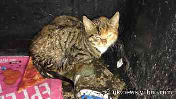 ‘Miracle’ cat rescued from industrial bin before Christmas