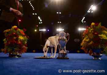 Pet events: New Year's Day dog show; therapy dogs needed at Jefferson Hospital