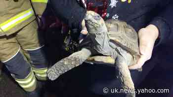 Tortoise rescued from house fire started by knocking over its heat lamp