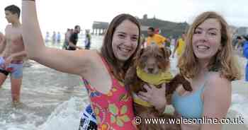 Tenby Christmas swim sees hundreds take to the sea in fancy dress costumes inspired by climate change