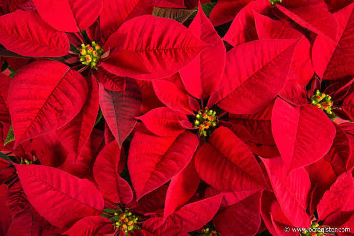 Master Gardener: What to do with poinsettias and potted pine trees after the holidays