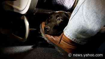 Should emotional support animals be allowed on planes?