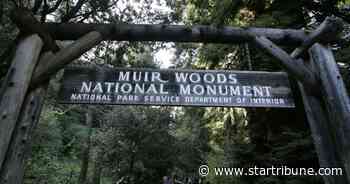 Edina man killed by falling Redwood on popular Northern California hiking trail