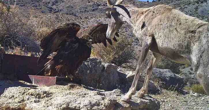 National wildlife refuges in Nevada face staffing shortages