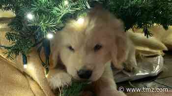 Kourtney Kardashian Gets Cute Puppy for Christmas