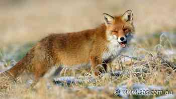 Hunter/hunted: When bushfires burn, what happens to predators?