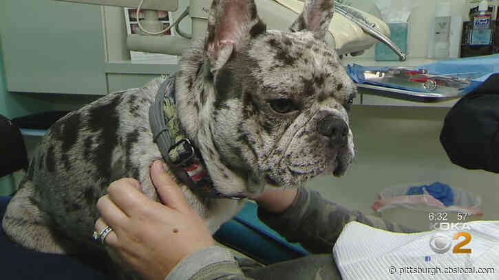 Local Dentist Relies On Therapy Dog Named Smudge To Provide Comfort And Affection During Visits