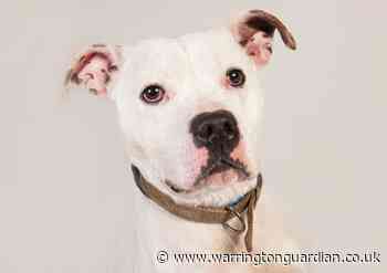 Rescue dogs get treated to Christmas dinner thanks to Grappenhall pub