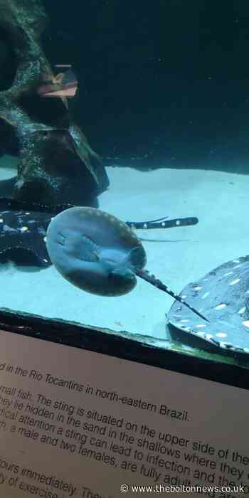 Stingray born at Bolton Aquarium