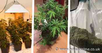 The streets where cannabis farms and factories have been uncovered in Cardiff