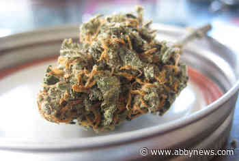 26% of young Canadians say they’ve driven while high: CAA survey