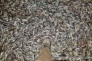 WATCH: ‘Millions’ of shimmery fish in White Rock waters captivate