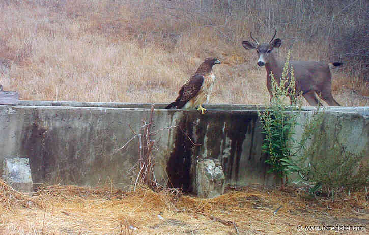 Irvine Ranch Conservancy shares stunning photos of Orange County’s wild inhabitants