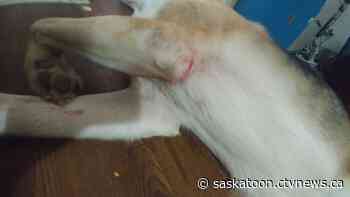 Woman faces large vet bill after her dog was attacked by another outside Saskatoon 7-11