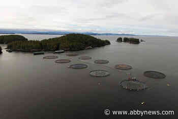 B.C. fish farm operator says most of escaped salmon likely eaten