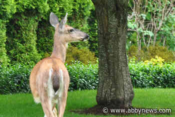 B.C. man fined $8,000 for wounding deer in stomach in Princeton