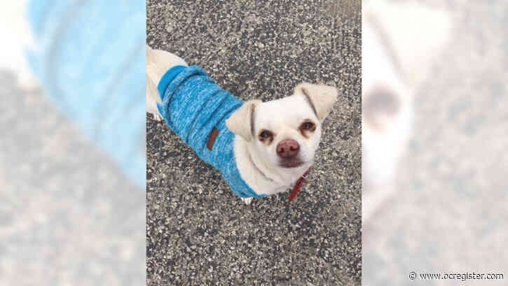 Chihuahua-mix Charlie is still hoping for a forever home