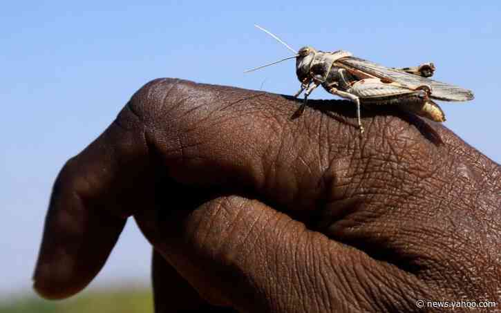 Al Shabaab shoot locusts with machine guns as Somalia battles biggest swarms in 25 years