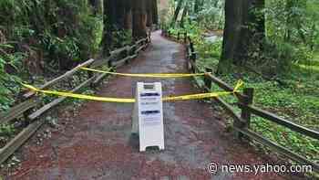 Massive redwood tree falls and kills hiker in California park