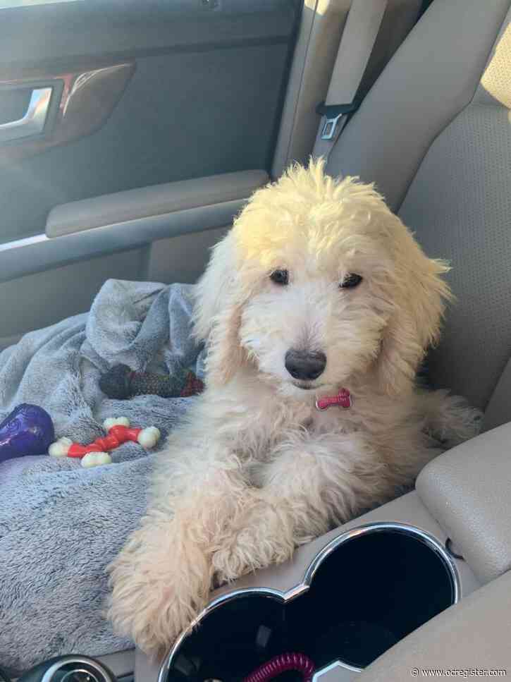 Two stores close, but sick puppies still peddled by California pet shops