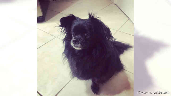 Pomeranian mix Mambo is a sweet little man