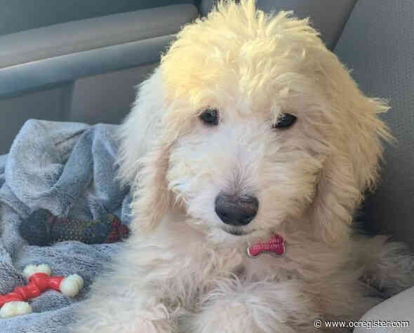 2 pet shops close, but dogs from ‘puppy-laundering ring’ are still being sold in California stores