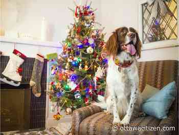 'Bone voyage': Eight pet-boarding options in the Ottawa area