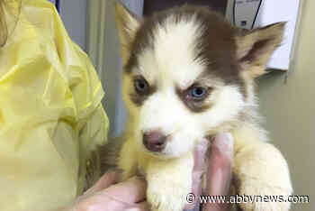 17 puppies surrendered to the BC SPCA from Interior B.C. property