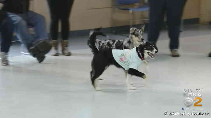 Animal Friends Holds Heartwarming Reunion For Dogs Rescued From Ross Township Home